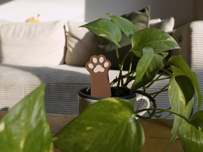 Blumentopfstecker Katzenpfote, Zimmerpflanzendeko