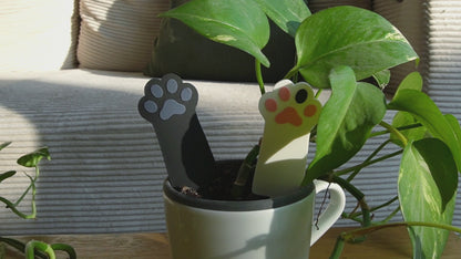 Blumentopfstecker Katzenpfote, Zimmerpflanzendeko